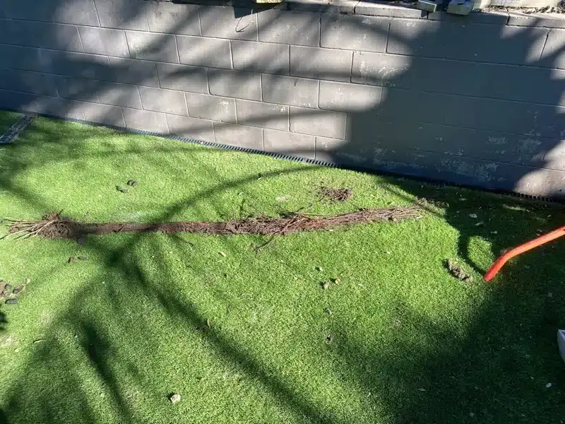 2.4 metre tree root pulled out of a drain, laid on artificial grass