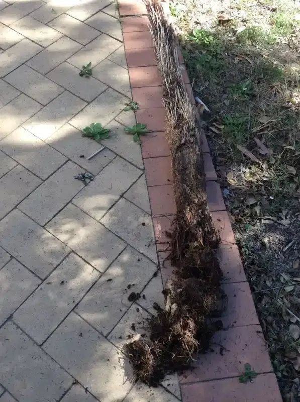Tree roots and debris cleared from a drain beside a paved path