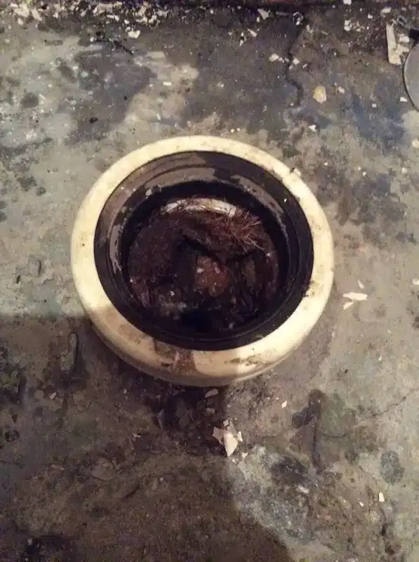 Drain opening blocked with roots and dirt