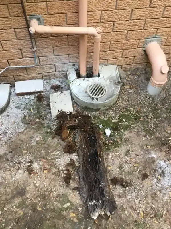 Tree roots pulled from a kitchen waste drain beside a brick wall