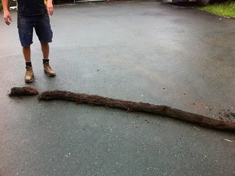 Long mass of tree roots pulled from a drain onto a driveway
